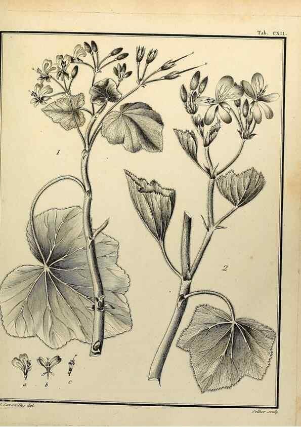 Reproducción/Reproduction 8187812321: Monadelphiae classis dissertationes decem.. Parisiis,Apud F.A. Didot,1785-1790.