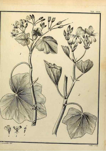 Reproducción/Reproduction 8187812321: Monadelphiae classis dissertationes decem.. Parisiis,Apud F.A. Didot,1785-1790.