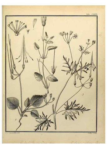 Reproducción/Reproduction 8187812857: Monadelphiae classis dissertationes decem.. Parisiis,Apud F.A. Didot,1785-1790.