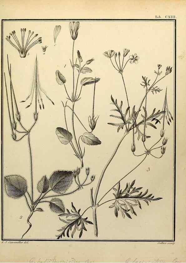 Reproducción/Reproduction 8187812857: Monadelphiae classis dissertationes decem.. Parisiis,Apud F.A. Didot,1785-1790.