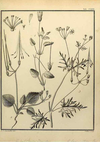 Reproducción/Reproduction 8187812857: Monadelphiae classis dissertationes decem.. Parisiis,Apud F.A. Didot,1785-1790.