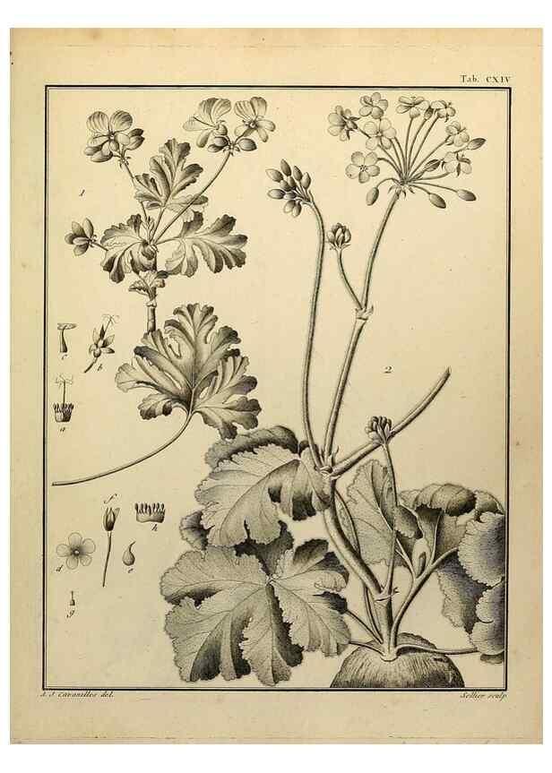 Reproducción/Reproduction 8187813441: Monadelphiae classis dissertationes decem.. Parisiis,Apud F.A. Didot,1785-1790.