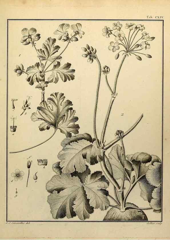 Reproducción/Reproduction 8187813441: Monadelphiae classis dissertationes decem.. Parisiis,Apud F.A. Didot,1785-1790.