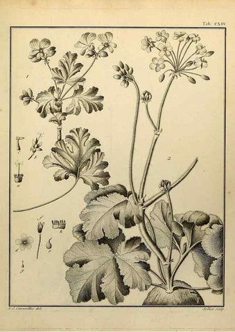 Reproducción/Reproduction 8187813441: Monadelphiae classis dissertationes decem.. Parisiis,Apud F.A. Didot,1785-1790.