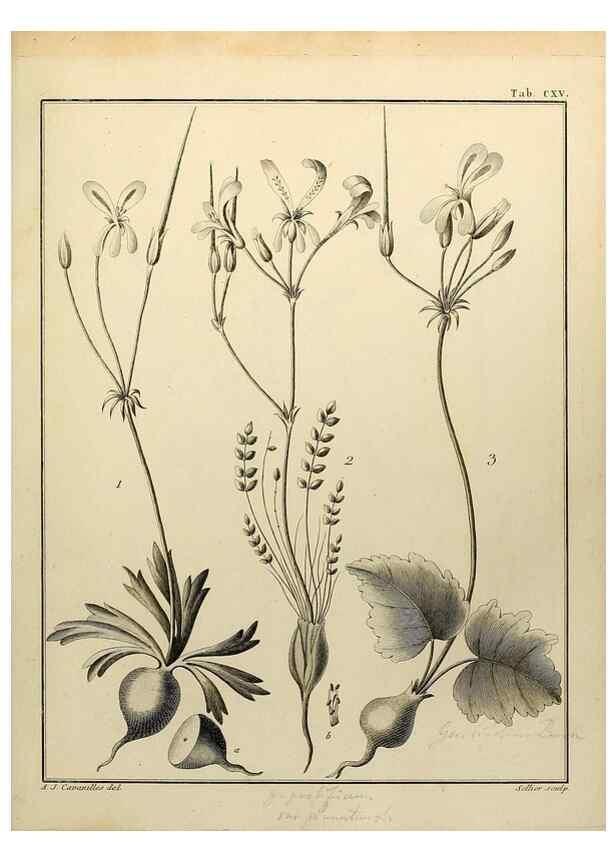 Reproducción/Reproduction 8187814073: Monadelphiae classis dissertationes decem.. Parisiis,Apud F.A. Didot,1785-1790.
