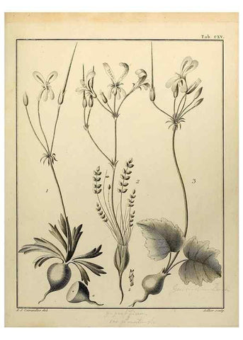 Reproducción/Reproduction 8187814073: Monadelphiae classis dissertationes decem.. Parisiis,Apud F.A. Didot,1785-1790.