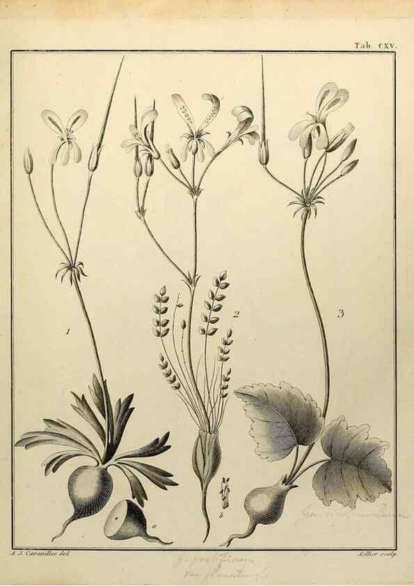 Reproducción/Reproduction 8187814073: Monadelphiae classis dissertationes decem.. Parisiis,Apud F.A. Didot,1785-1790.