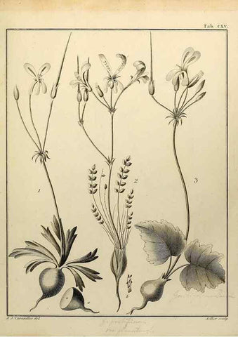 Reproducción/Reproduction 8187814073: Monadelphiae classis dissertationes decem.. Parisiis,Apud F.A. Didot,1785-1790.