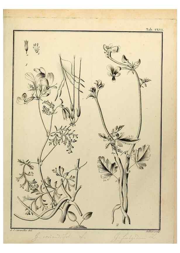 Reproducción/Reproduction 8188894966: Monadelphiae classis dissertationes decem.. Parisiis,Apud F.A. Didot,1785-1790.