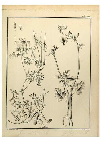 Reproducción/Reproduction 8188894966: Monadelphiae classis dissertationes decem.. Parisiis,Apud F.A. Didot,1785-1790.