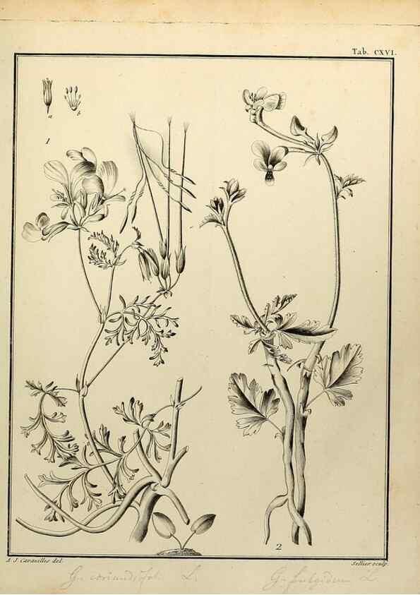 Reproducción/Reproduction 8188894966: Monadelphiae classis dissertationes decem.. Parisiis,Apud F.A. Didot,1785-1790.