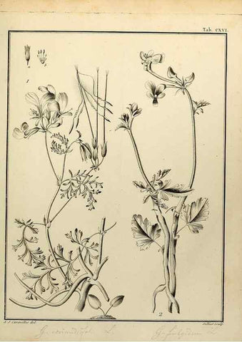Reproducción/Reproduction 8188894966: Monadelphiae classis dissertationes decem.. Parisiis,Apud F.A. Didot,1785-1790.