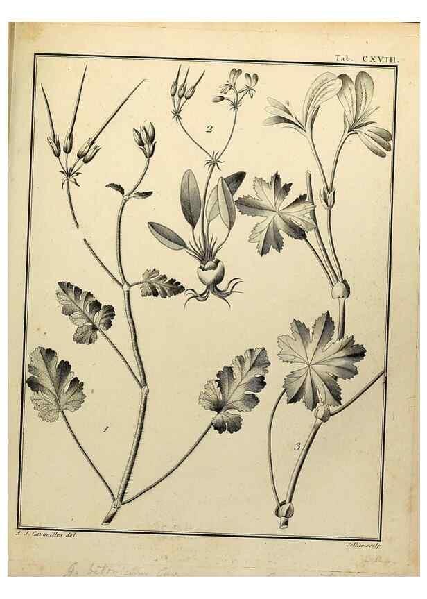 Reproducción/Reproduction 8187816541: Monadelphiae classis dissertationes decem.. Parisiis,Apud F.A. Didot,1785-1790.