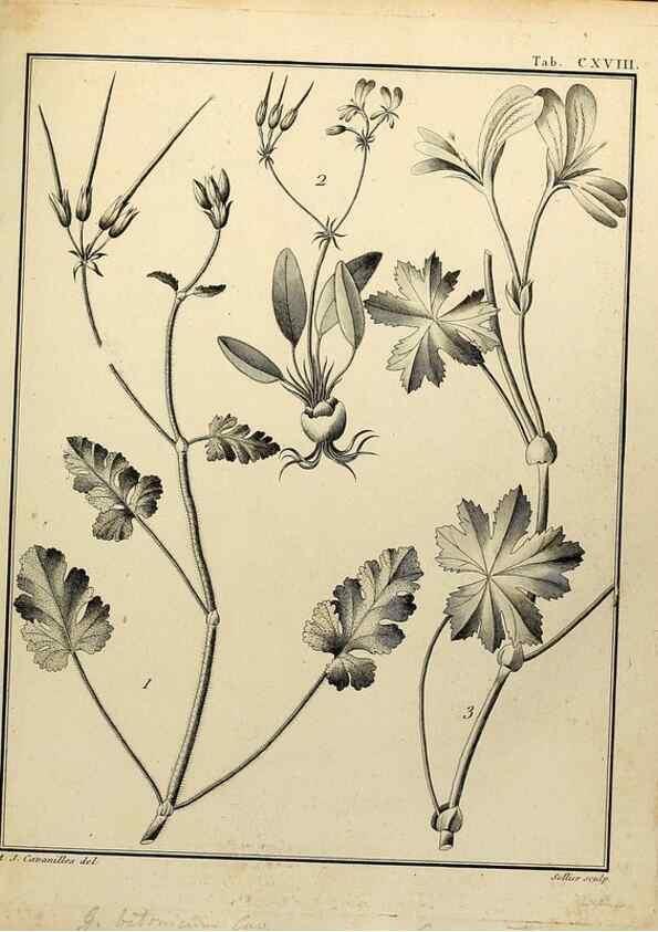 Reproducción/Reproduction 8187816541: Monadelphiae classis dissertationes decem.. Parisiis,Apud F.A. Didot,1785-1790.