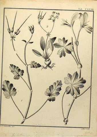 Reproducción/Reproduction 8187816541: Monadelphiae classis dissertationes decem.. Parisiis,Apud F.A. Didot,1785-1790.