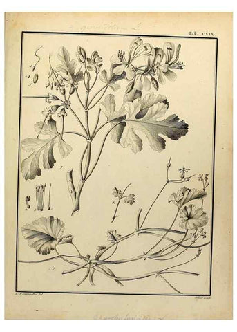 Reproducción/Reproduction 8188897552: Monadelphiae classis dissertationes decem.. Parisiis,Apud F.A. Didot,1785-1790.