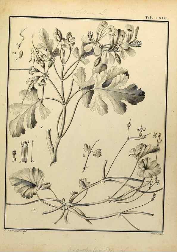 Reproducción/Reproduction 8188897552: Monadelphiae classis dissertationes decem.. Parisiis,Apud F.A. Didot,1785-1790.