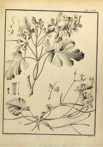 Reproducción/Reproduction 8188897552: Monadelphiae classis dissertationes decem.. Parisiis,Apud F.A. Didot,1785-1790.