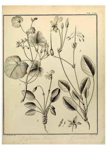 Reproducción/Reproduction 8188885506: Monadelphiae classis dissertationes decem.. Parisiis,Apud F.A. Didot,1785-1790.