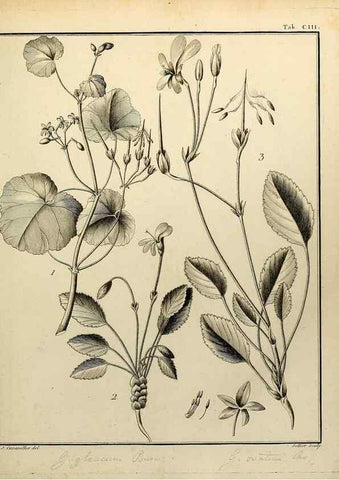 Reproducción/Reproduction 8188885506: Monadelphiae classis dissertationes decem.. Parisiis,Apud F.A. Didot,1785-1790.
