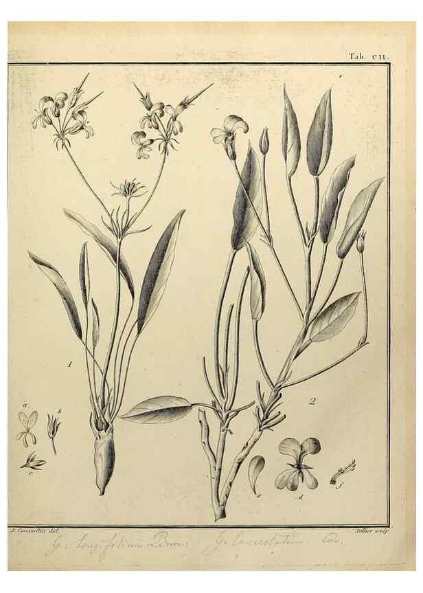 Reproducción/Reproduction 8187804475: Monadelphiae classis dissertationes decem.. Parisiis,Apud F.A. Didot,1785-1790.
