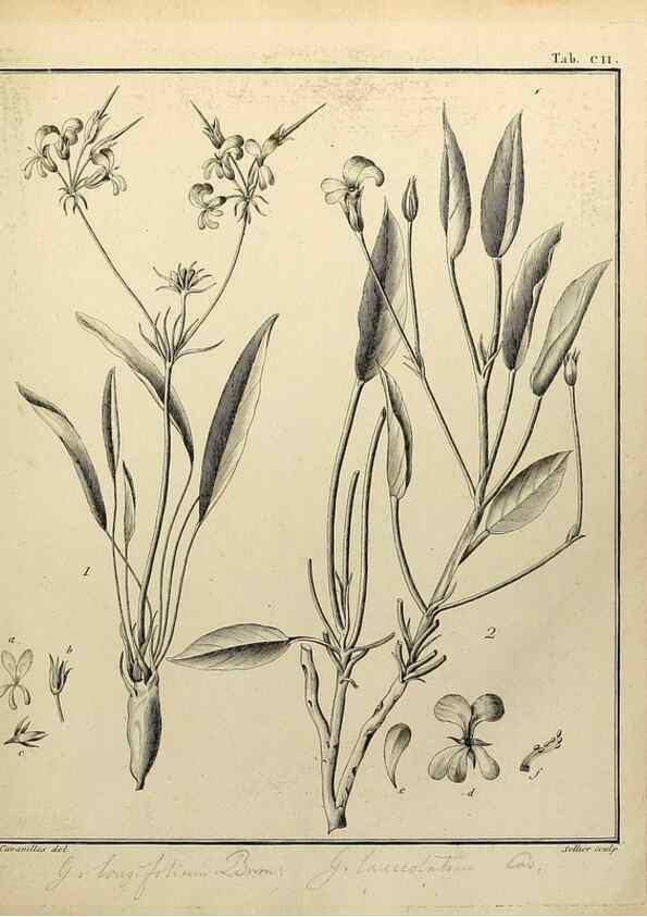Reproducción/Reproduction 8187804475: Monadelphiae classis dissertationes decem.. Parisiis,Apud F.A. Didot,1785-1790.