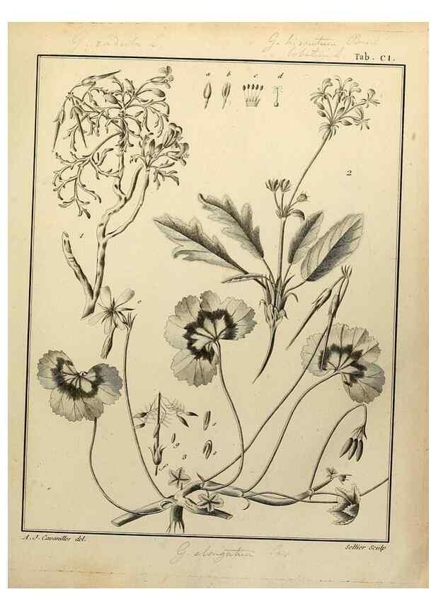 Reproducción/Reproduction 8188883960: Monadelphiae classis dissertationes decem.. Parisiis,Apud F.A. Didot,1785-1790.