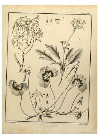 Reproducción/Reproduction 8188883960: Monadelphiae classis dissertationes decem.. Parisiis,Apud F.A. Didot,1785-1790.