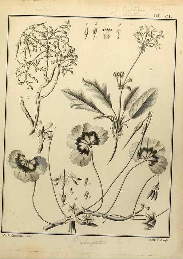 Reproducción/Reproduction 8188883960: Monadelphiae classis dissertationes decem.. Parisiis,Apud F.A. Didot,1785-1790.