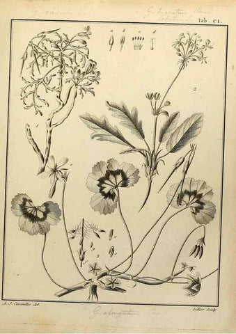 Reproducción/Reproduction 8188883960: Monadelphiae classis dissertationes decem.. Parisiis,Apud F.A. Didot,1785-1790.
