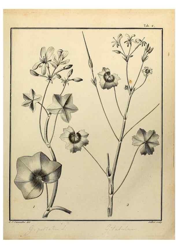 Reproducción/Reproduction 8188883458: Monadelphiae classis dissertationes decem.. Parisiis,Apud F.A. Didot,1785-1790.