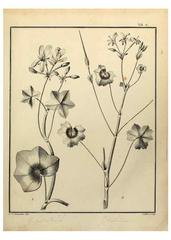 Reproducción/Reproduction 8188883458: Monadelphiae classis dissertationes decem.. Parisiis,Apud F.A. Didot,1785-1790.