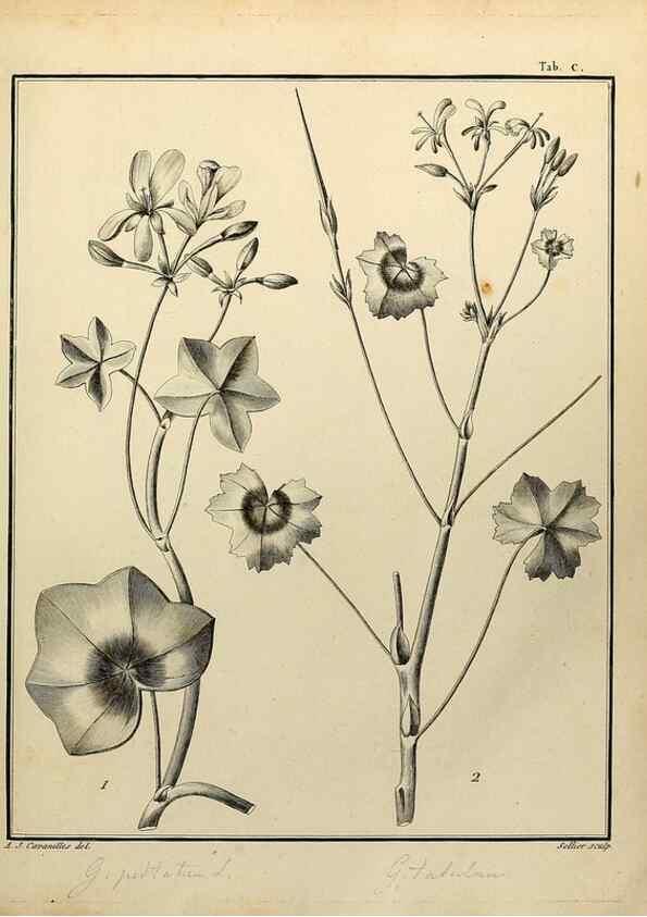 Reproducción/Reproduction 8188883458: Monadelphiae classis dissertationes decem.. Parisiis,Apud F.A. Didot,1785-1790.
