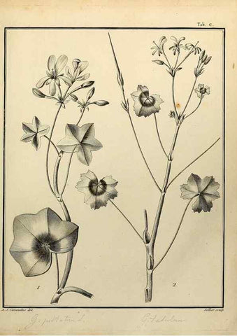 Reproducción/Reproduction 8188883458: Monadelphiae classis dissertationes decem.. Parisiis,Apud F.A. Didot,1785-1790.