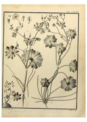 Reproducción/Reproduction 8188871660: Monadelphiae classis dissertationes decem.. Parisiis,Apud F.A. Didot,1785-1790.
