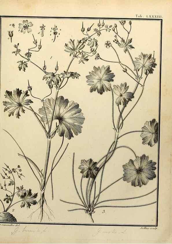 Reproducción/Reproduction 8188871660: Monadelphiae classis dissertationes decem.. Parisiis,Apud F.A. Didot,1785-1790.