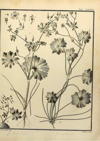Reproducción/Reproduction 8188871660: Monadelphiae classis dissertationes decem.. Parisiis,Apud F.A. Didot,1785-1790.
