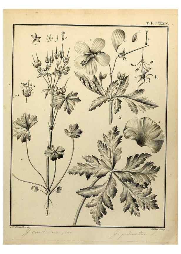 Reproducción/Reproduction 8187792181: Monadelphiae classis dissertationes decem.. Parisiis,Apud F.A. Didot,1785-1790.