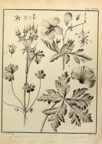 Reproducción/Reproduction 8187792181: Monadelphiae classis dissertationes decem.. Parisiis,Apud F.A. Didot,1785-1790.