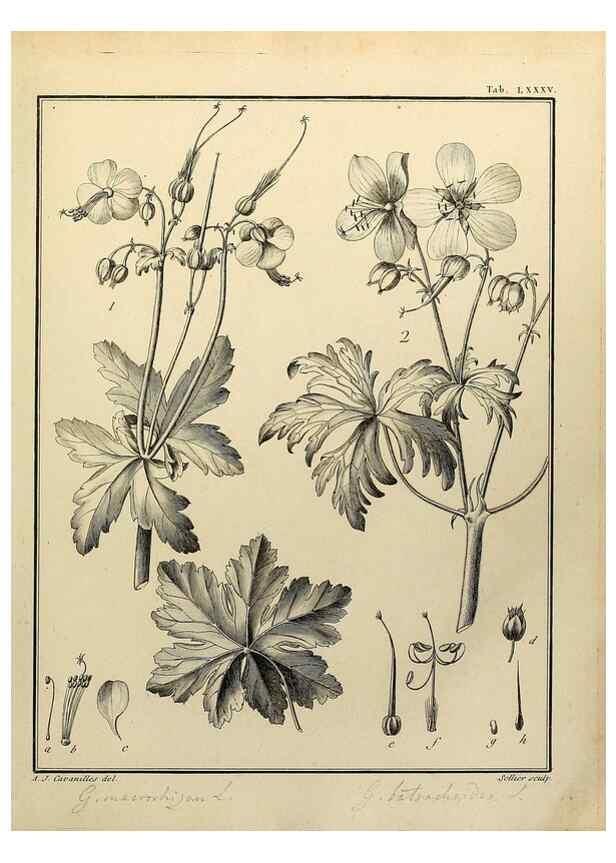 Reproducción/Reproduction 8188873128: Monadelphiae classis dissertationes decem.. Parisiis,Apud F.A. Didot,1785-1790.