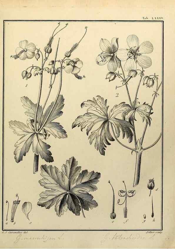 Reproducción/Reproduction 8188873128: Monadelphiae classis dissertationes decem.. Parisiis,Apud F.A. Didot,1785-1790.