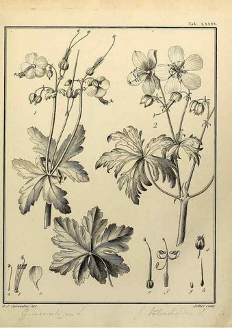 Reproducción/Reproduction 8188873128: Monadelphiae classis dissertationes decem.. Parisiis,Apud F.A. Didot,1785-1790.