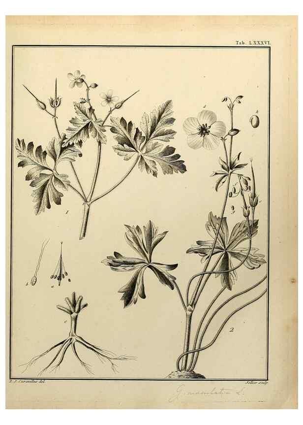 Reproducción/Reproduction 8188873724: Monadelphiae classis dissertationes decem.. Parisiis,Apud F.A. Didot,1785-1790.