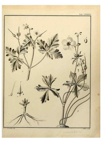 Reproducción/Reproduction 8188873724: Monadelphiae classis dissertationes decem.. Parisiis,Apud F.A. Didot,1785-1790.
