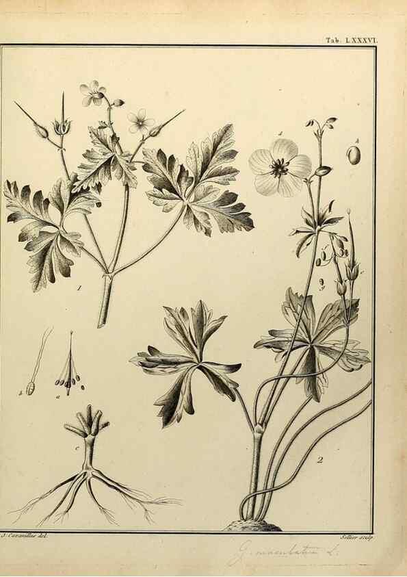 Reproducción/Reproduction 8188873724: Monadelphiae classis dissertationes decem.. Parisiis,Apud F.A. Didot,1785-1790.
