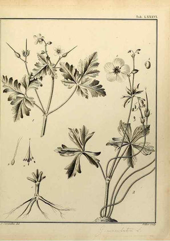 Reproducción/Reproduction 8188873724: Monadelphiae classis dissertationes decem.. Parisiis,Apud F.A. Didot,1785-1790.