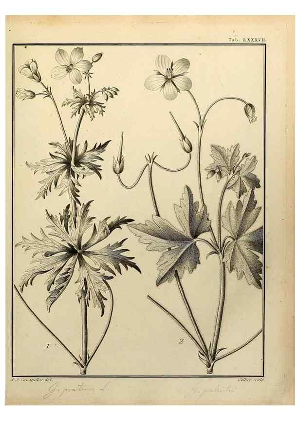 Reproducción/Reproduction 8187794241: Monadelphiae classis dissertationes decem.. Parisiis,Apud F.A. Didot,1785-1790.