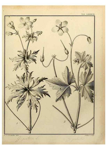 Reproducción/Reproduction 8187794241: Monadelphiae classis dissertationes decem.. Parisiis,Apud F.A. Didot,1785-1790.