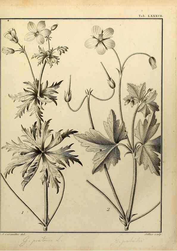 Reproducción/Reproduction 8187794241: Monadelphiae classis dissertationes decem.. Parisiis,Apud F.A. Didot,1785-1790.