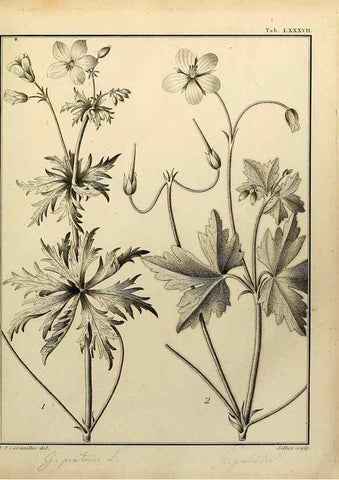 Reproducción/Reproduction 8187794241: Monadelphiae classis dissertationes decem.. Parisiis,Apud F.A. Didot,1785-1790.